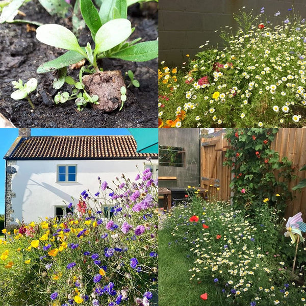 Blooming Bombs - 325g Wildflower Seed Bombs | Bee Friendly Wildflower Seed Mix | Made in The UK