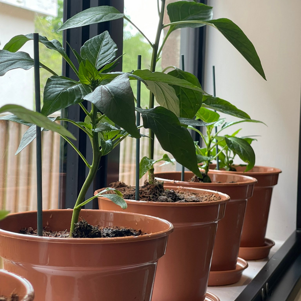 The Kickin' Chilli Box Next Steps Kit