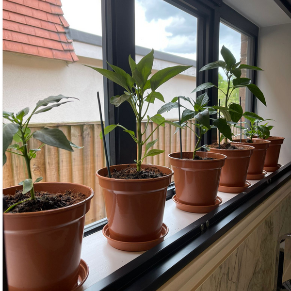 The Kickin' Chilli Box Next Steps Kit