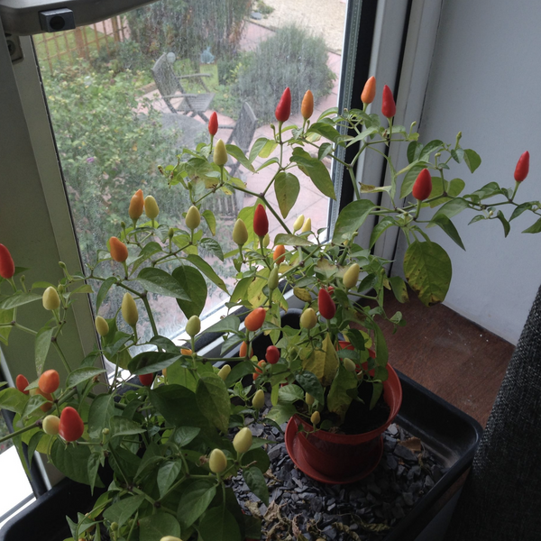 The Kickin' Chilli Box Next Steps Kit