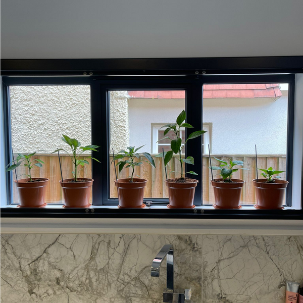 The Kickin' Chilli Box Next Steps Kit