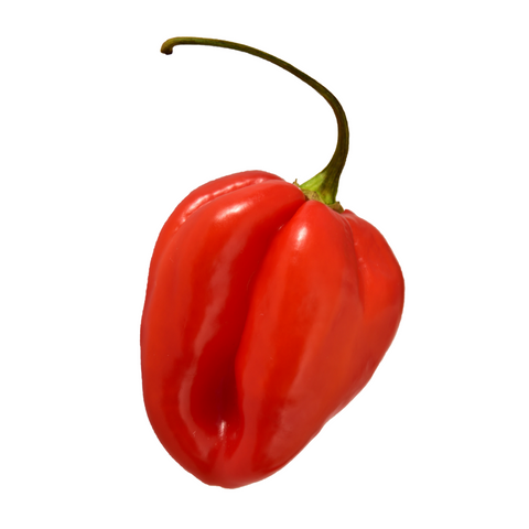 Red Habanero Hot Chilli Pepper Seeds