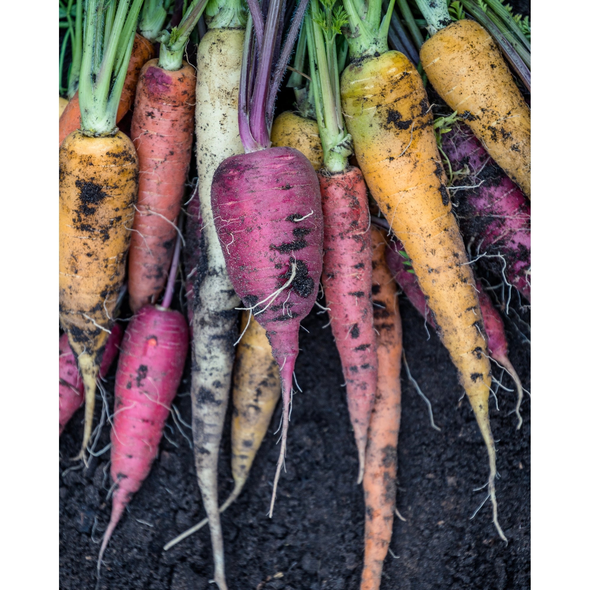 Rainbow Carrot Seeds