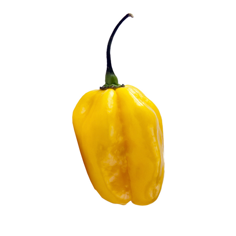 Yellow Habanero Hot Chilli Pepper Seeds